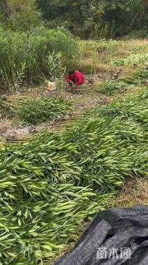 高度80厘米法国冬青