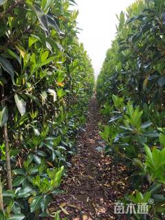 高度200厘米法国冬青