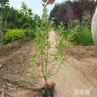 高度30厘米金叶莸