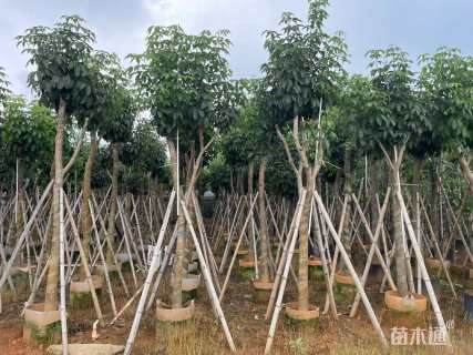 8公分紫花风铃木
