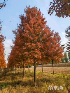 14公分美国红枫-红点