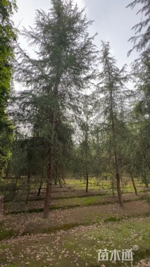 高度800厘米雪松