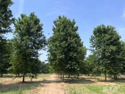 19公分美国红枫-红点