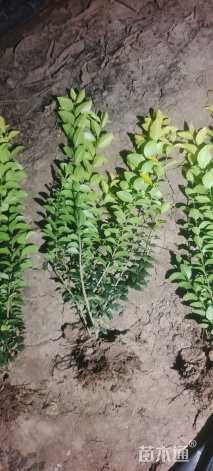 高度55厘米金叶女贞