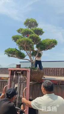 10公分造型黄杨