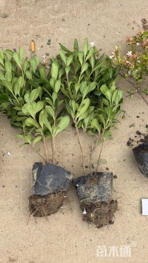 高度35厘米海桐