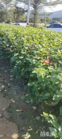 高度35厘米扶桑