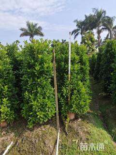 高度150厘米非洲茉莉