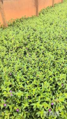 高度20厘米满天星