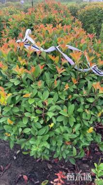 冠幅100厘米红叶石楠球