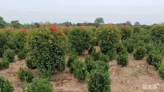 冠幅80厘米红叶石楠球