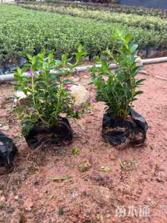 高度25厘米满天星