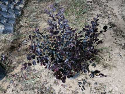 容器苗红花继木