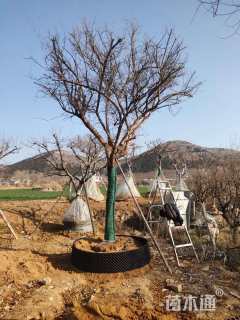 20公分造型石榴树
