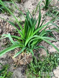 高度25厘米金娃娃萱草