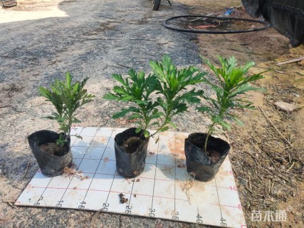 高度10厘米木春菊