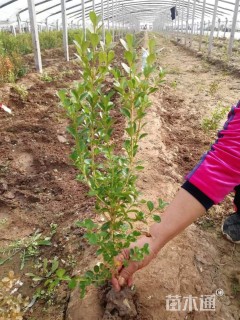 高度20厘米瓜子黄杨