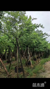 25公分大腹木棉