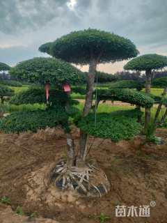 12公分对节白蜡