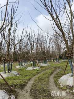 12公分丛生朴树