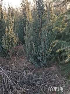 高度200厘米刺柏