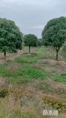 10公分高杆桂花