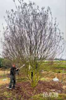 高度150厘米丛生紫薇