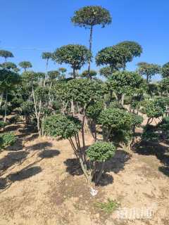 10公分造型小叶女贞