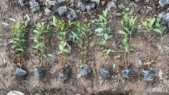 高度20厘米金丝桃