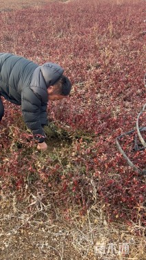 40厘米小叶扶芳藤