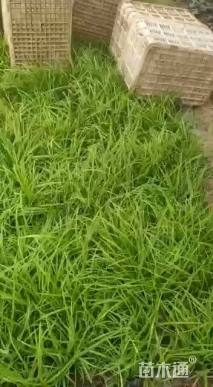 高度20厘米崂峪苔草