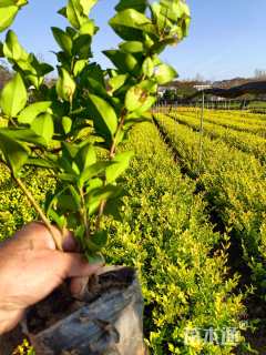 高度30厘米金森女贞