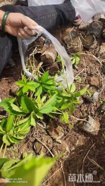 高度30厘米狼尾草