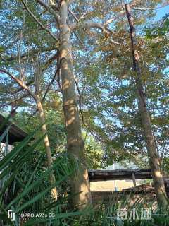 40公分小叶榄仁