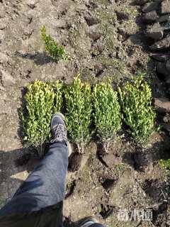 高度50厘米瓜子黄杨