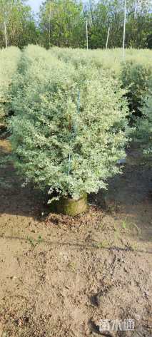 高度120厘米花叶女贞球