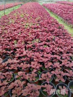 高度15厘米彩叶草