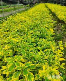 高度40厘米金叶假连翘