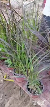 高度2厘米火焰狼尾草