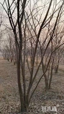 40公分(5杆)丛生朴树