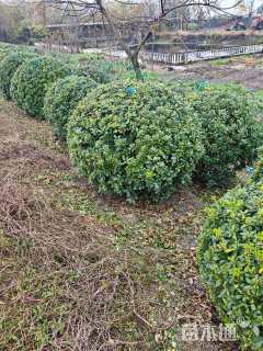 冠幅150厘米海桐球