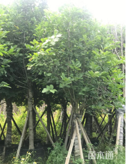 11公分荷花玉兰