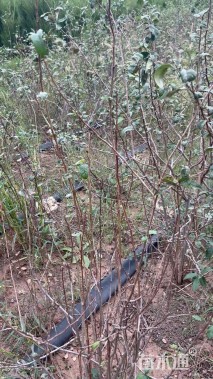 高度80厘米日本海棠