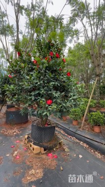 高度200厘米四季茶花