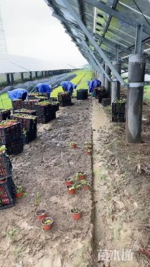 高度15厘米金叶过路黄