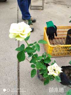 高度50厘米月季