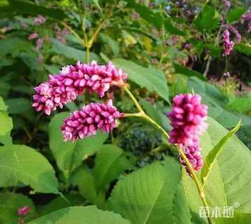 高度50厘米红蓼