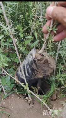 高度50厘米深秋红沙棘