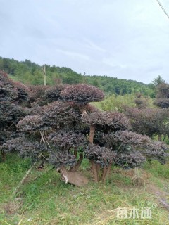 移栽苗造型红花继木桩