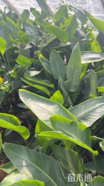 高度50厘米天堂鸟